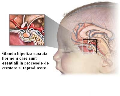 Sistemul endocrin fetal - glanda hipofiza